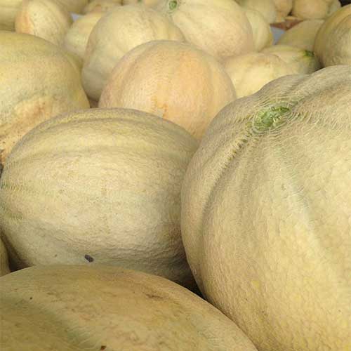 Locally grown Cantaloupe