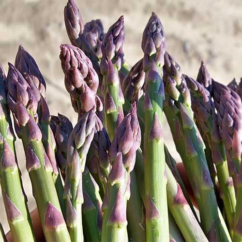 Farm Fresh Asparagus