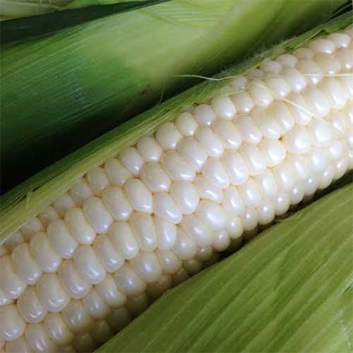 Farm Fresh Sweet Corn